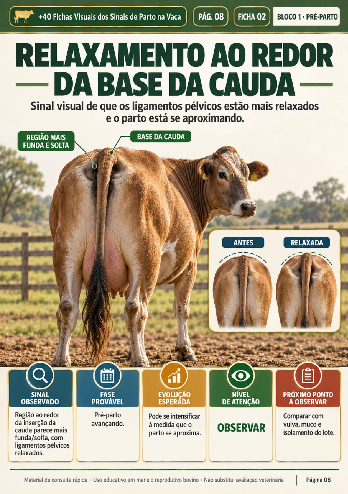 Ficha visual: relaxamento ao redor da base da cauda (pré-parto)