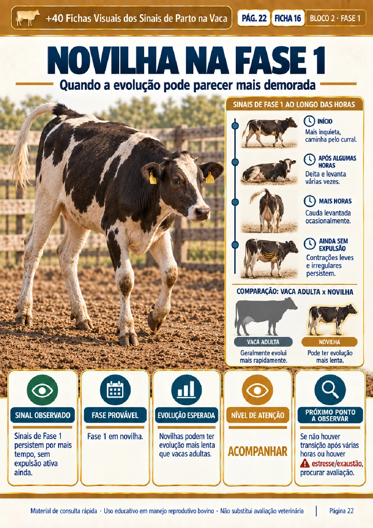 Ficha visual: novilha na fase 1, evolução mais demorada
