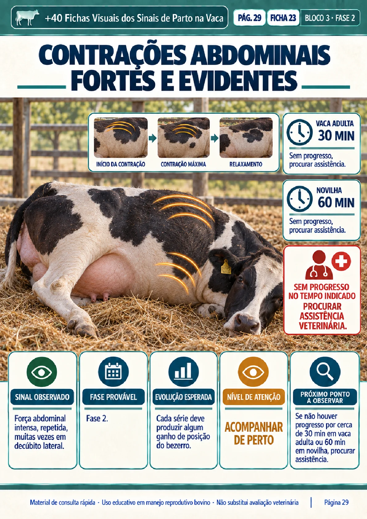 Ficha visual: contrações abdominais fortes e evidentes (fase 2)