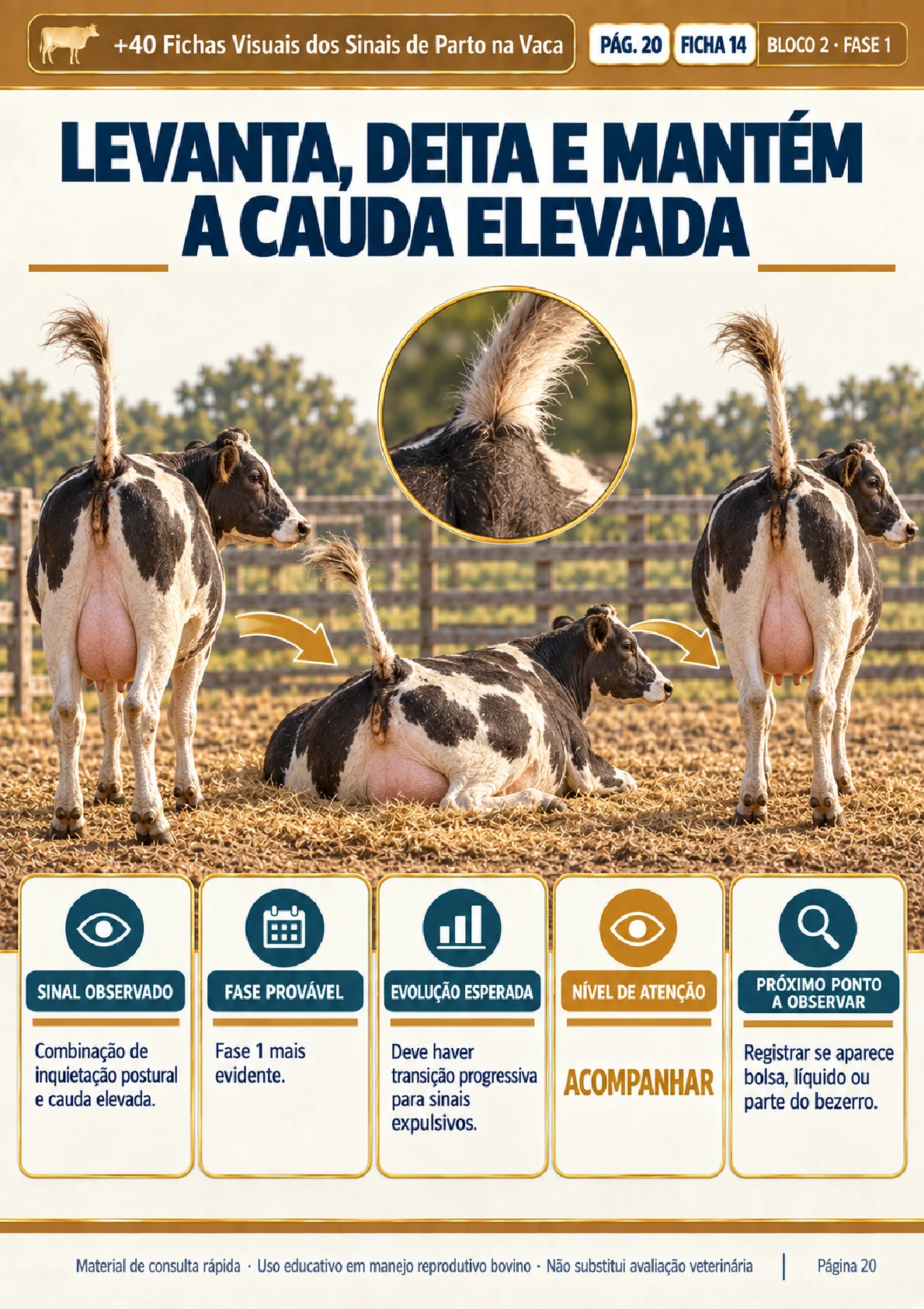 Ficha visual: levanta, deita e mantém a cauda elevada (fase 1)