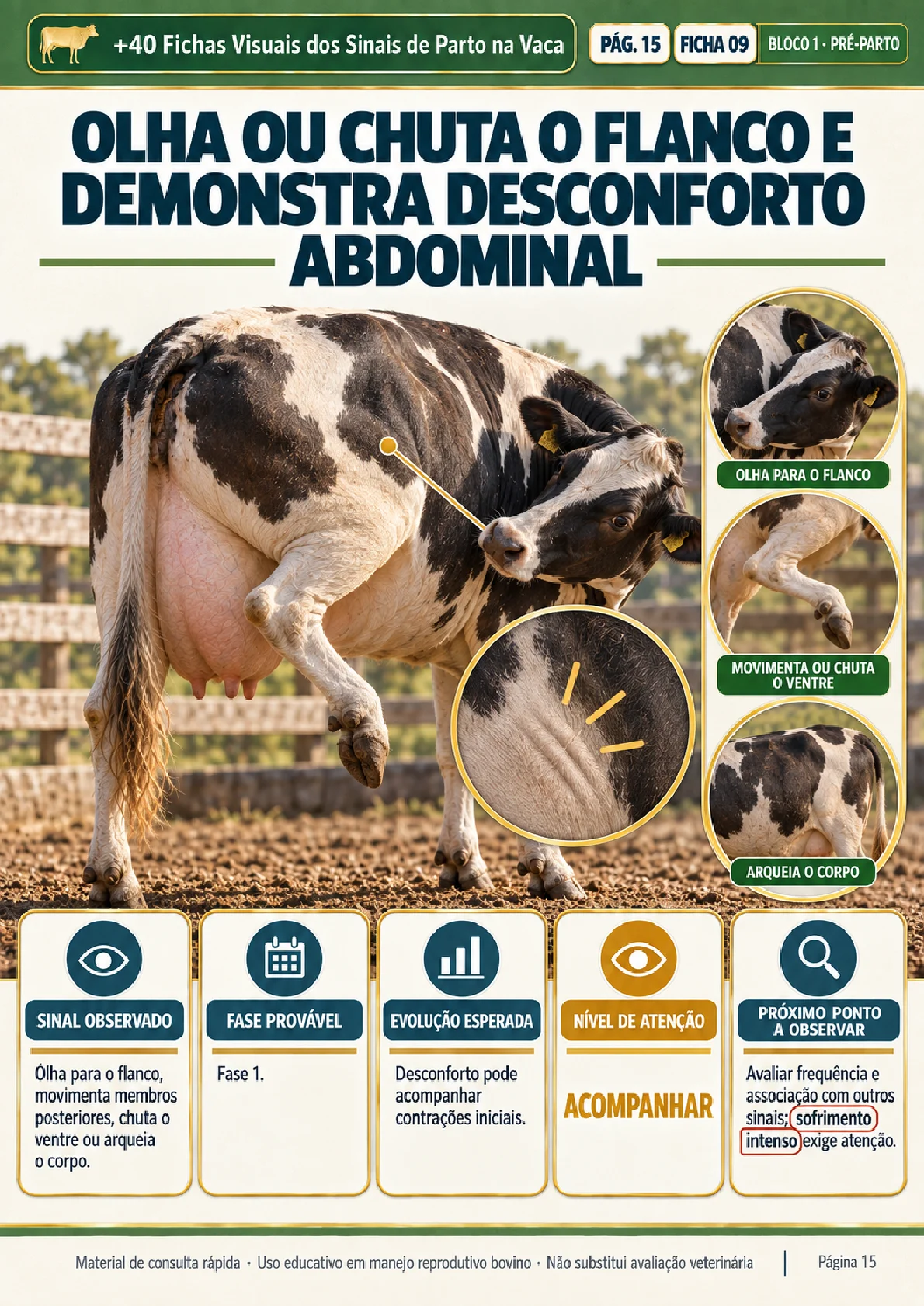 Ficha visual: olha ou chuta o flanco e demonstra desconforto (pré-parto)
