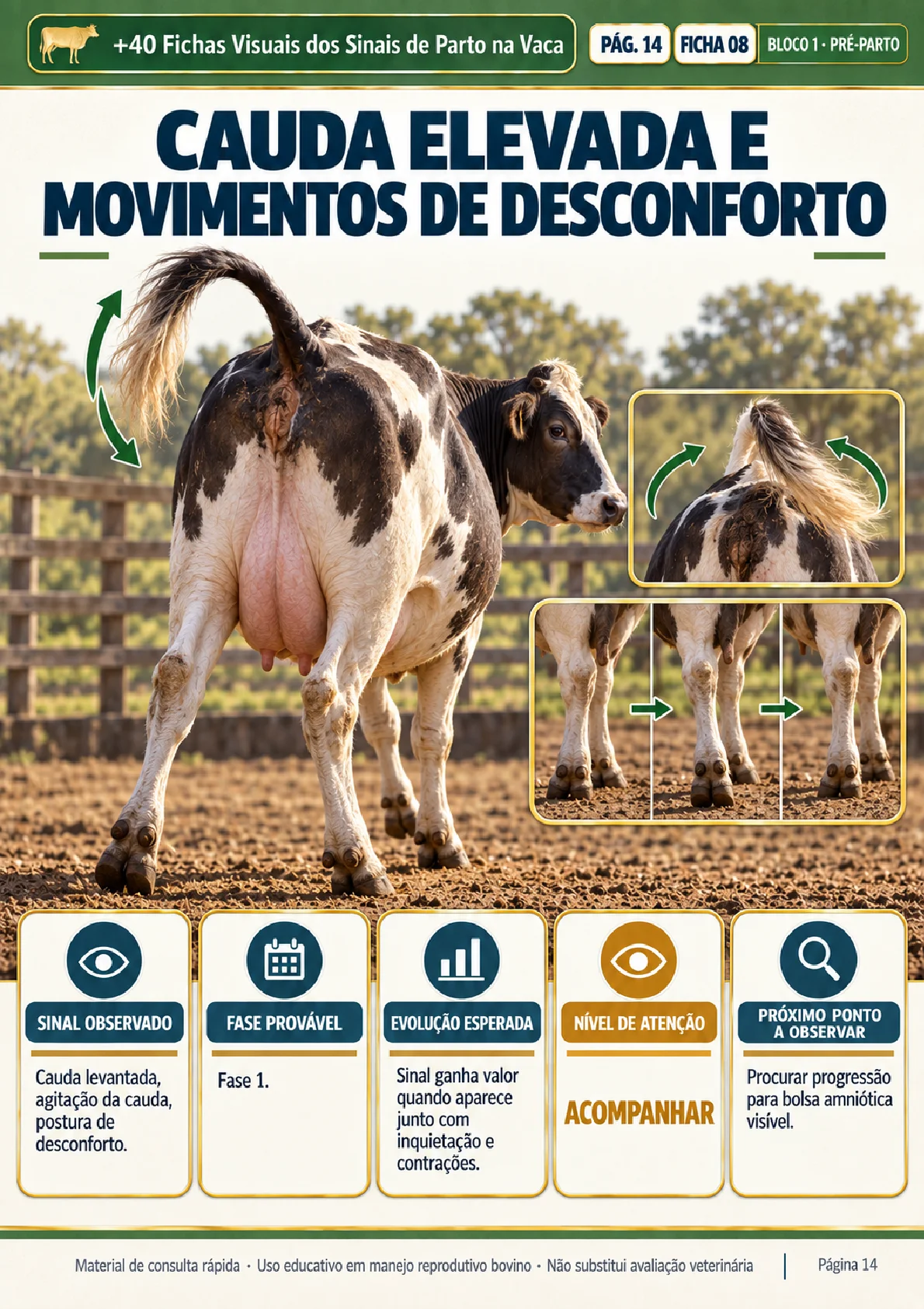 Ficha visual: cauda elevada e movimentos de desconforto (pré-parto)